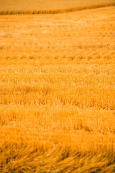 Harvested Golden Wheat Field in Vertical Photography