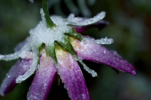 Icy Conditions. Frozen Flower. Macro Photo