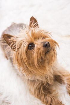 Laying Adult Silky Terrier. Five Years Old Silky Terrier. Vertical Photography.