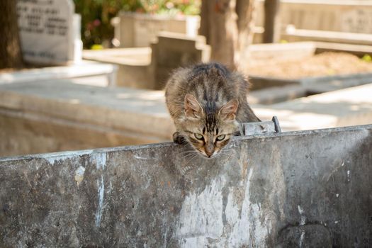 Stray cat is seen  in the street 