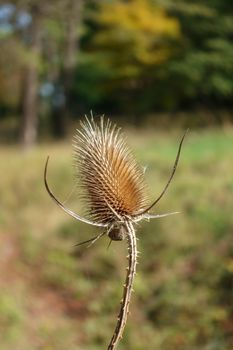 Single Dried Thistle
