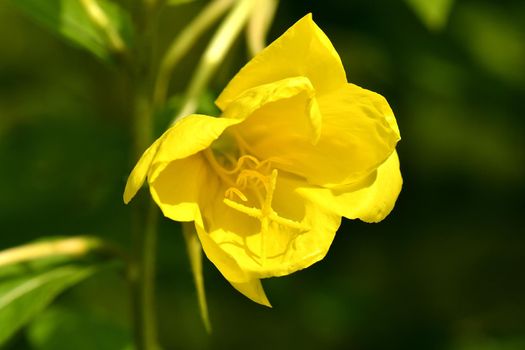 evening primrose, medicinal herb with flower