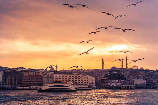 Seagulls flying in sky  in Istanbul