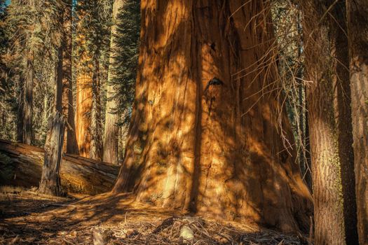 Ancient Giant Sequoia. Sequoiadendron Giganteum Also Known as Giant Redwood, Sierra Redwood, Sierra Redwood or Wellingtonia Tree.