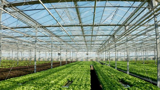 Empty greenhouse plantation with nobody in it