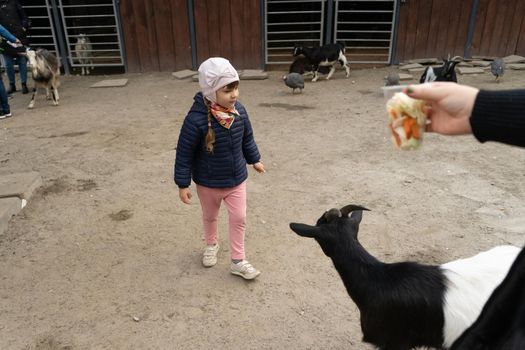 Little girl in a tactile zoo with animals and parents pass her a glass of animal treats. Kyiv zoo. October 2020. Kyiv, Ukraine
