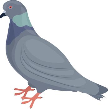 Pigeon. Image of a pigeon side view of a city bird. The pigeon is standing on the floor. Vector illustration isolated on a white background