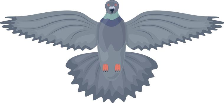 Pigeon. Image of a flying pigeon bottom view. City bird. The pigeon flapped its wings. Vector illustration isolated on a white background