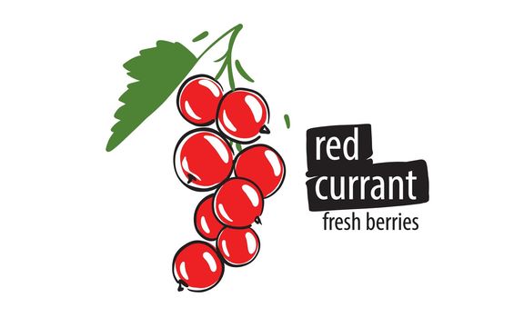 Drawn vector red currant on a white background