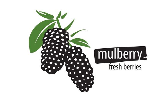 Drawn vector mulberry on a white background