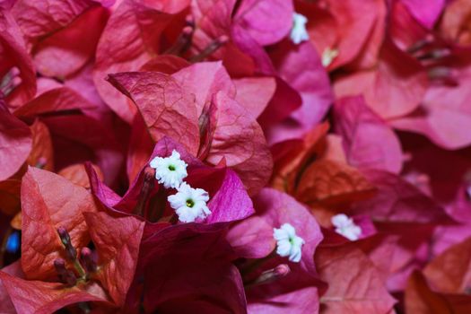 Primavera Flowers With Vibrant Pink Bract Leaves (Bougainvillea)