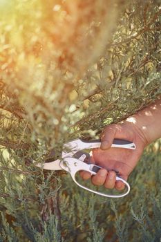 Bare hand of unrecognizable grower is clipping green thuja or juniper with sharp pruning shears in sunny park. Worker landscaping garden. Close up