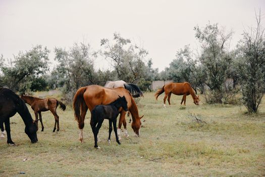 herd of horses graze on the farm