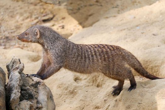 Banded mongoose as a Wild life animal walking on soil ground