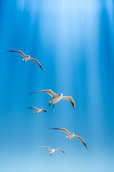 Seagulls are  flying in a sky