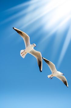 Pair of seagulls flying in the sky