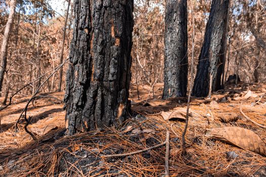 Forest after a fire . Trees that are severely damaged by fire