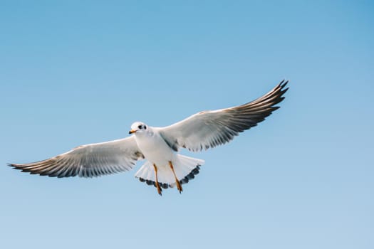 Single seagull flying in a sky