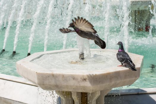 City pigeons by the side of  fountain