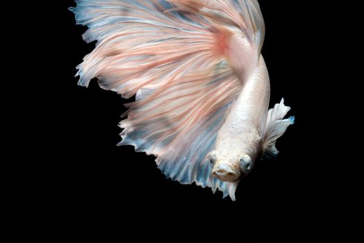 Close up of Betta fish or Siamese fighting fish in movment isolated on black background.