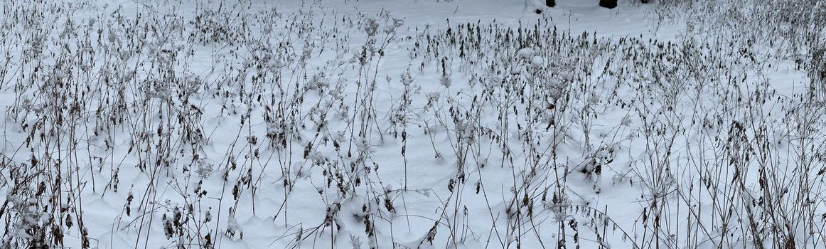 Panoramic image of snow-covered dry grass, dry stems of grass and flowers under the snow, no one in the park, peace and tranquility
