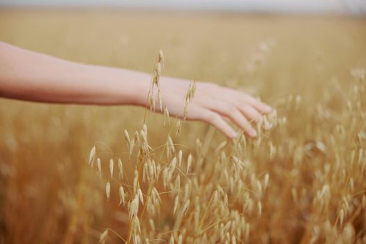 human hand wheat crop agriculture industry fields plant unaltered