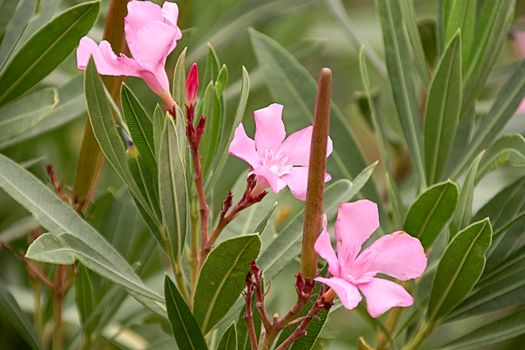 Cluster of pink flowers among the vegetation. Saponaria officinalis, soapwort