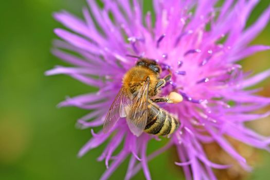 bee on knapweed flower