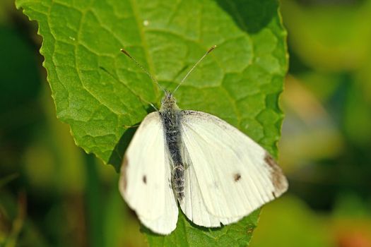 cabbage butterfly on a leaf