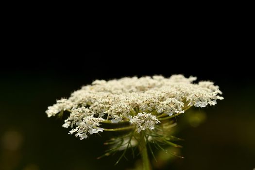 wild carrot, flower with black background