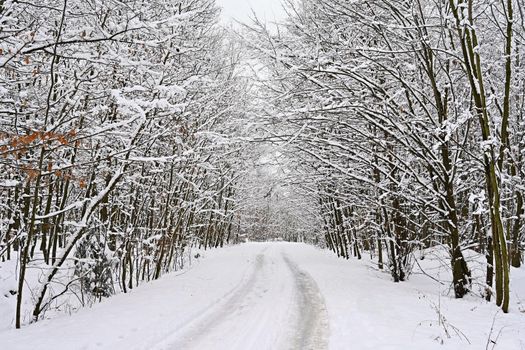 Snowy road with trees. Dangerous driving in the snow in winter. Concept for traffic and bad weather.