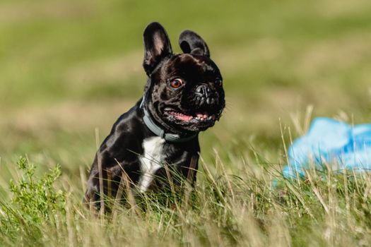 French bulldog running and catching lure on competition