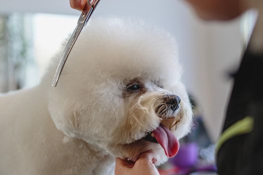 Dog getting haircut at grooming salon and pet spa