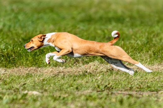 Basenji dog lure coursing competition on green field