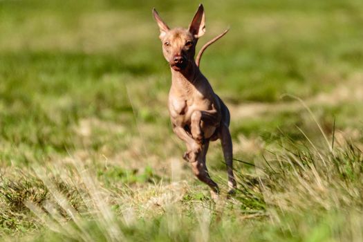 Peruvian hairless dog running straight at the camera