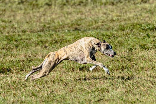 Whippet sprinter dog running and chasing on the field