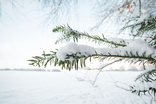 Pine branch in the snow after a blizzard