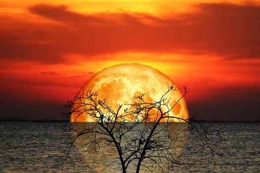 reflection full crust blood Moon and silhouette tree in the sea and night sky