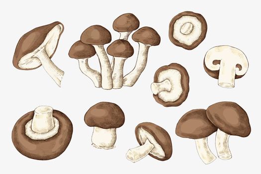 Fresh organic mushroom collection vector