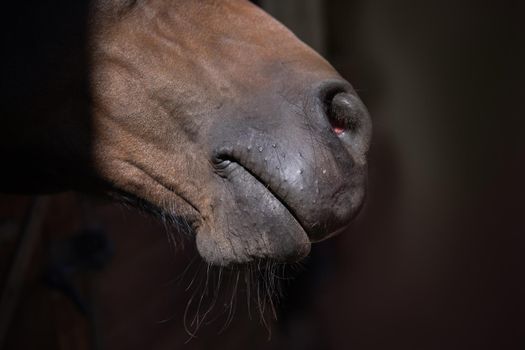 Front of the nose of a single horse brown color close up. Beautiful brown ranch horse. Big bodied ranch gelding. Horse from the ranch