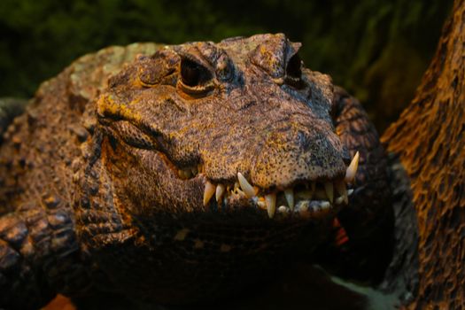 Close-up of the alligator. Large crocodile teeth.