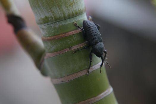 coconut borer beetle