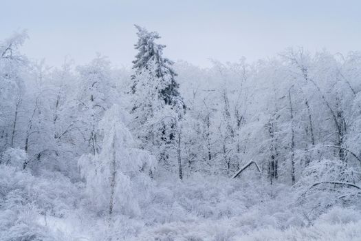 Winter Scene Manitoba