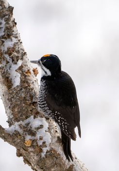 Hairy Woodpecker Canada