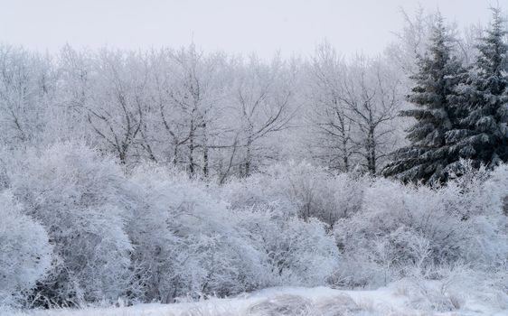 Winter Scene Manitoba