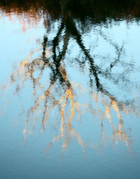 Tree Reflection in River