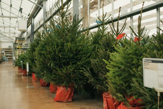 Christmas trees for sale on a shop