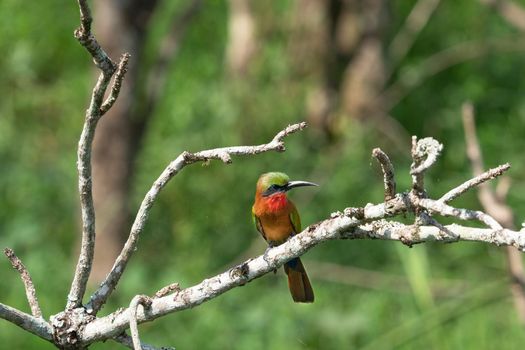 Red-throated bee-eater, Merops Bulocki