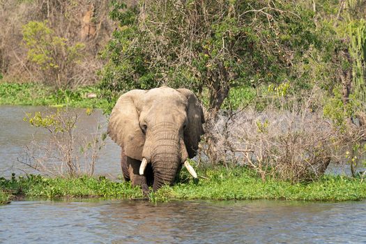 African elephant (Loxodonta africana), Murchison Falls National Park, Uganda