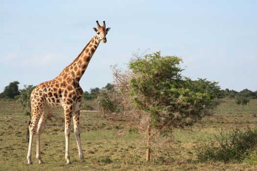 Baringo Giraffe, Giraffa camelopardalis